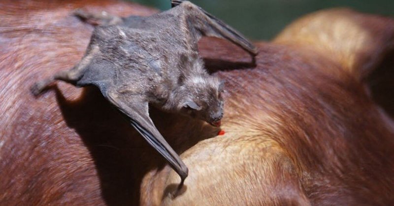 Tipos De Murci Lagos Seg N Su Alimentaci N Y Especies   El Vampiro Común Desmodus Rotundus 