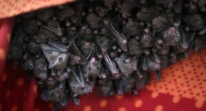Murciélagos en casas