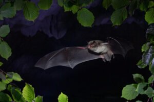 Murciélago volando en la oscuridad